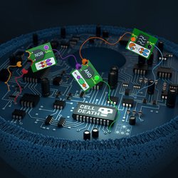 Custom Circuits for Living Cells