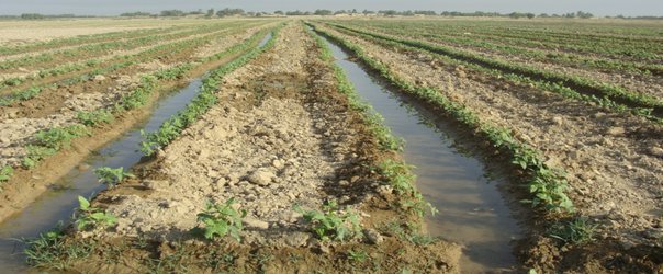 میزان آب مصرفی زراعت لوبیا در کشور بررسی شد.