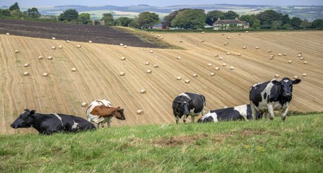 Exposure to farmyard bugs reduces immune overreaction found in childhood asthma 