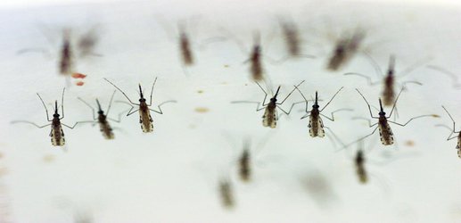 Genetic tool that wipes out malaria could save 500,000 lives each year