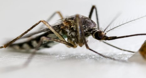 Mosquitoes that can carry malaria eliminated in lab experiments