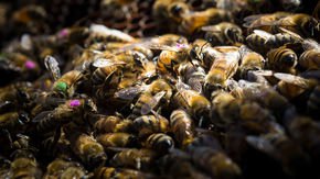 Common weed killer—believed harmless to animals—may be harming bees worldwide