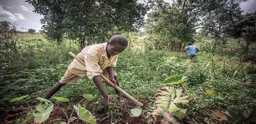 Big-data project aims to transform farming in world's poorest countries