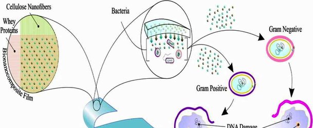 ​ساخت و مشخصه یابی فیلم زیست نانوکامپوزیت سازگار با محیط زیست