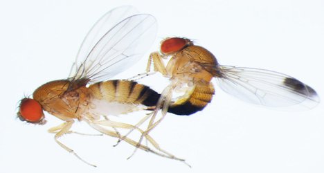 Female flies evolved serrated genitals that get in the way during sex