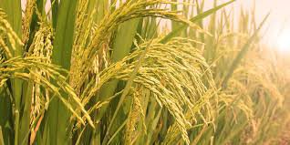 آگهی مزایده برنج تولیدی ایستگاه تحقیقات کشاورزی بایع کلا