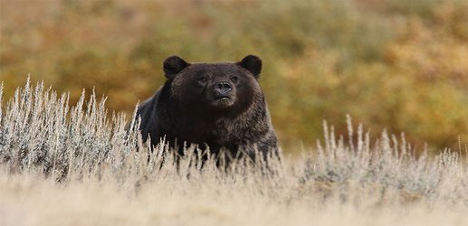 Yellowstone grizzly bears back under endangered-species protections