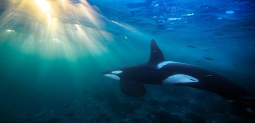 Pollution threatens to wipe out half of all orca communities