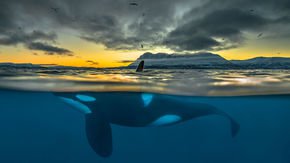 Long-banned toxin may wipe out many killer whales