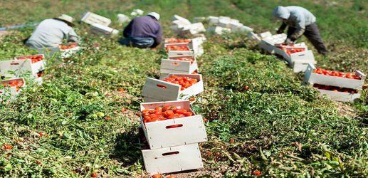 Domesticating tomatoes took millennia – we can now redo it in 3 years