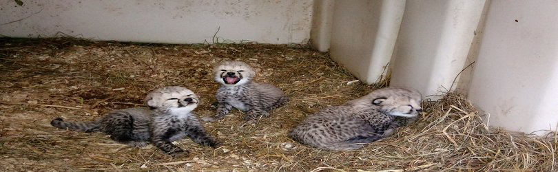 New Cheetah Mom Earns High Marks Caring for Her Three New Smithsonian Cubs