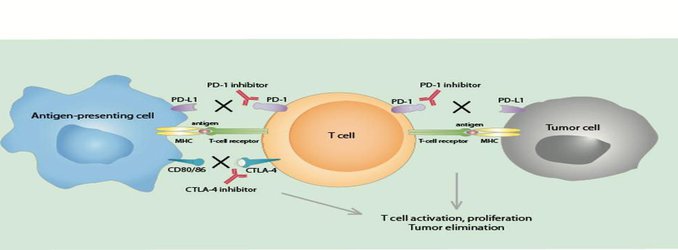 What Makes the Nobel-Winning Breakthroughs in Immunotherapy So Revolutionary