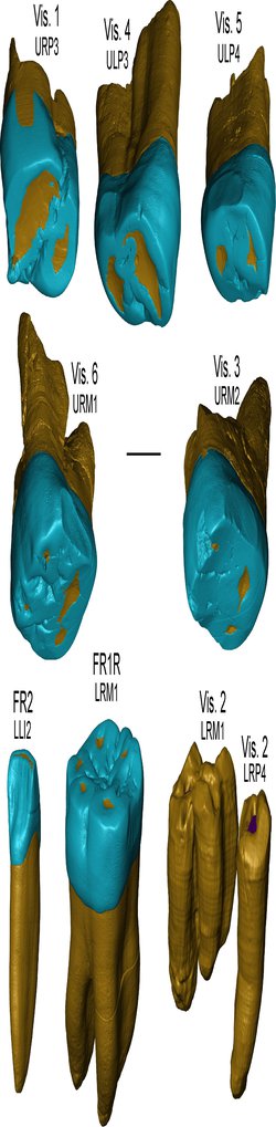 Ancient Teeth With Neanderthal Features Reveal New Chapters of Human Evolution