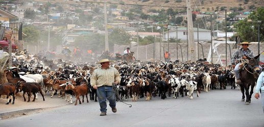 People in Chile are currently evolving the ability to digest goat milk