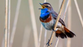 The bird voice box is one of a kind in the animal kingdom