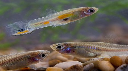 Small-brained female guppies aren’t drawn to attractive males