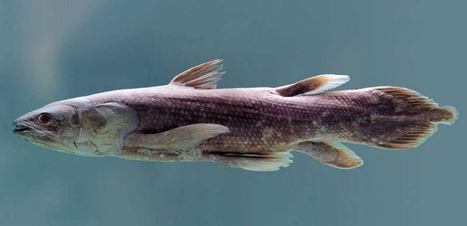 Ancient ‘living fossil’ fish has scales that act as adaptable armour