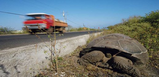 Home of the gentle giants: How humans live with Galapagos tortoises