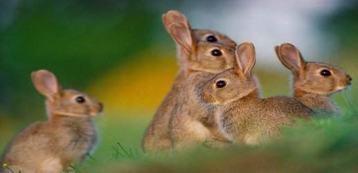 Rabbits flee when they smell dead relatives in predators’ droppings