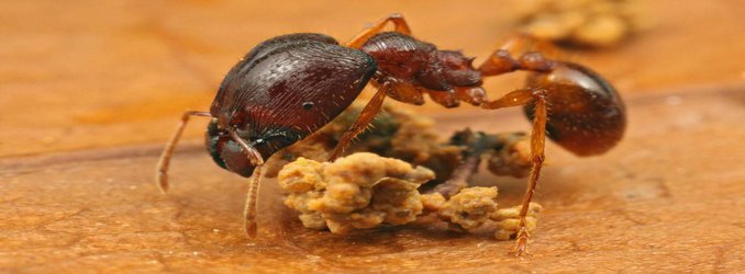 This "Useless" Organ Might Determine Which Ants Grow Into Large Soldiers