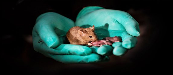 Healthy mice from same-sex parents have their own pups