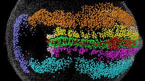 This is the most detailed view ever of a developing mouse