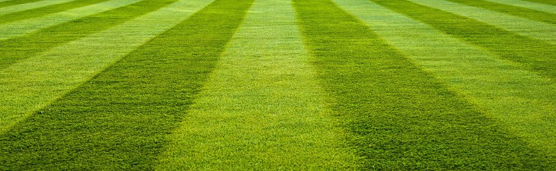 Podcast: studying a hot spot of intellectual disability, and questioning green lawns