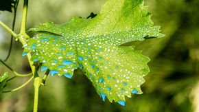 France’s decade-old effort to slash pesticide use failed. Will a new attempt succeed?