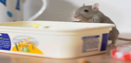 Mice eat too much food if their great grandmother did the same