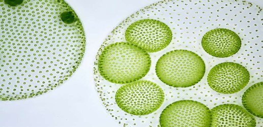 We can harness algae with magnets to deliver drugs inside our bodies