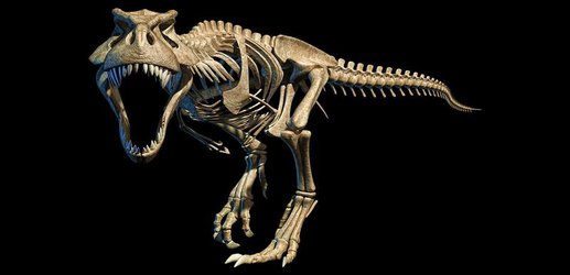 T. rex may have used its long feet for stealthy surprise attacks