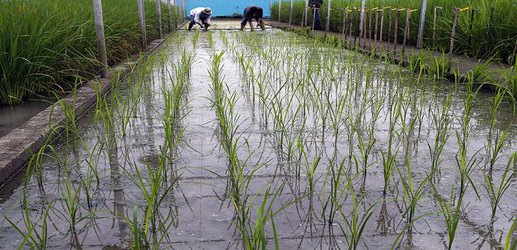 World's largest rice gene bank secures permanent funding