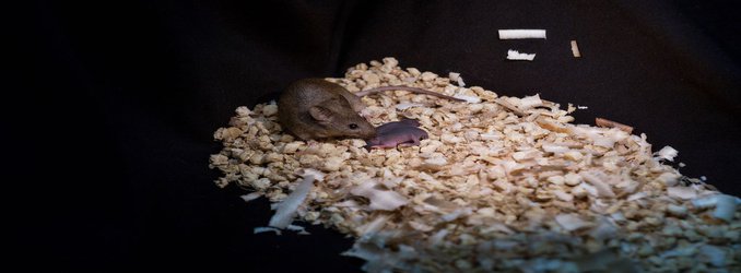 Scientists Break the Rules of Reproduction by Breeding Mice From Single-Sex Parents