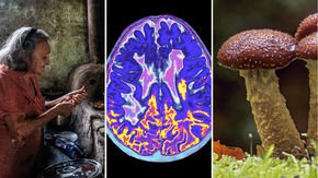 Top stories: A fragile existence, a new suspect for multiple sclerosis, and a humongous fungus