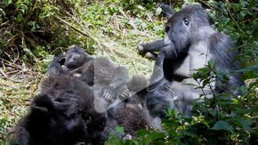 Male gorillas who babysit have five times more babies