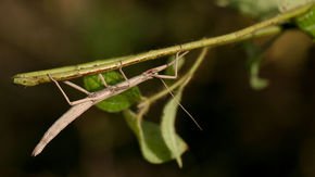 Several species of insects have almost completely vanished from some tropical forests