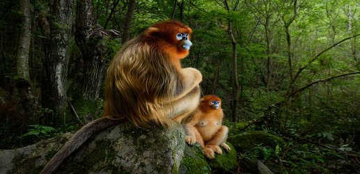 Wildlife photography prize goes to stunning picture of golden monkeys