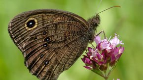 These butterflies boost their hearing with an unusual strategy
