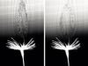 The secret physics of dandelion seeds