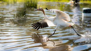 World’s biggest whooping crane breeding program winds down
