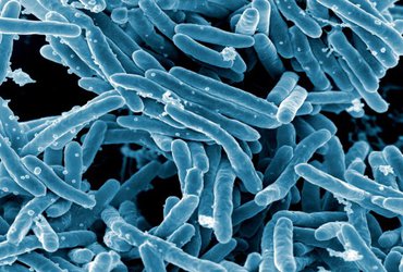 How drug resistant TB evolved and spread globally