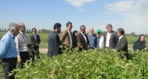 بازدید فرماندار گنبد از مزارع تحقیقاتی و برنامه های توسعه ایستگاه تحقیقات کشاورزی گنبدکاووس