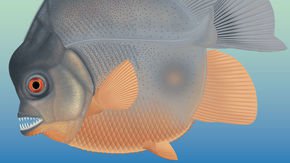 Piranhalike teeth and torn fins reveal ancient fish fight