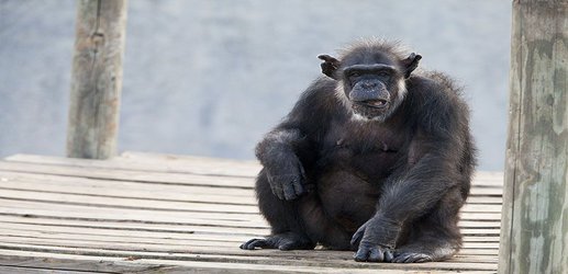 NIH releases plan for determining whether sick research chimps should be moved to sanctuaries