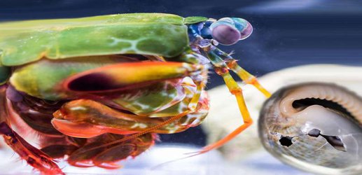 Mantis shrimps punch with the force of a bullet – and now we know how