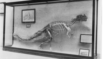 Meet the Real Rock Star of the New Dino Hall—the Fearsome Ceratosaurus