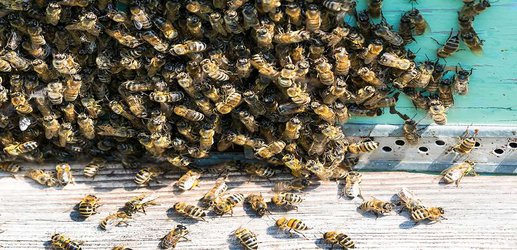 Old honeybees make a drumming sound to get young slackers working