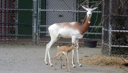 Dama Gazelle Calf Born at Smithsonian’s National Zoo