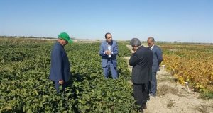 بازدید مشاور وزیر و مجری طرح دانه های روغنی کشور از گنجینه طرح ها و دستاوردهای پژوهشی ایستگاه تحقیقات عراقی محله گرگان