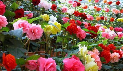 محبوبترین گل ها در بازار ۵۰۰ میلیون دلاری گل ایران کدام اند؟/ ایرانی ها سالی ۶۰ هزار تومان صرف خرید گل می کنند!